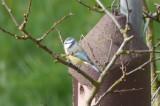 Kleiner als die Kohlmeise und ähnlich gefärbt. Unterscheidungsmerkmale: Blauer Kopf mit mehr weiß als bei der Kohlmeise. Im Winter an Futterstellen weit verbreitet. 